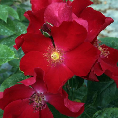 Tmavě červená - Stromková růže s klasickými květy - stromková růže s keřovitým tvarem koruny